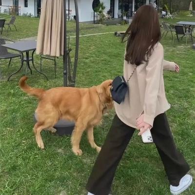九凤家的锦鲤喵殿下